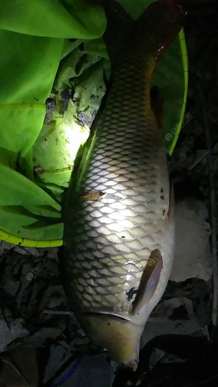 釣鯽魚夜釣_釣鯽魚夜釣最佳時間_夜釣鯽魚技巧