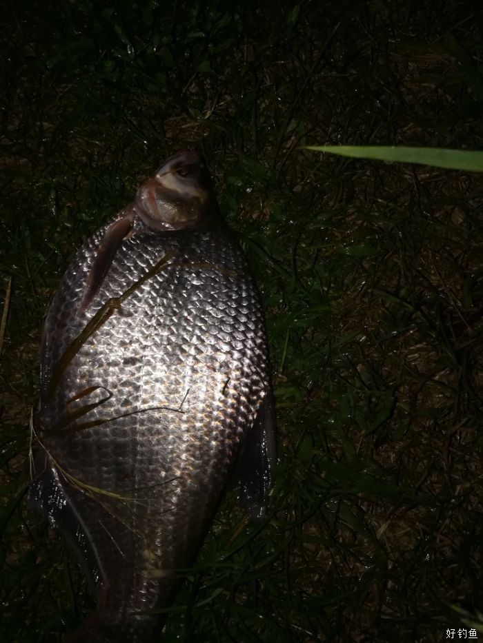 夜釣鯽魚技巧_釣鯽魚夜釣_釣鯽魚夜釣最佳時間