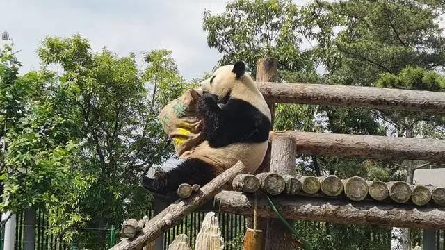 河馬在水里_河馬水里的速度是多少_河馬水里睡覺