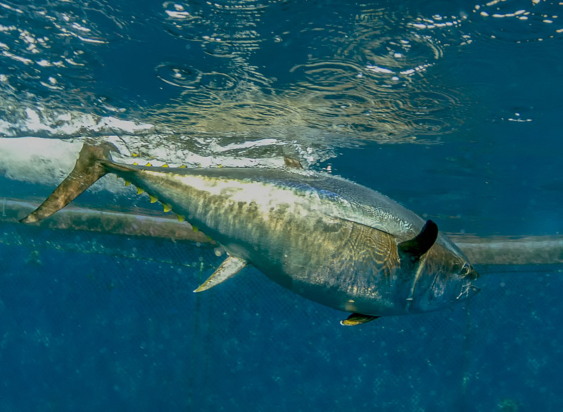 金槍魚幣_鰹金槍魚_金槍魚多少錢一斤