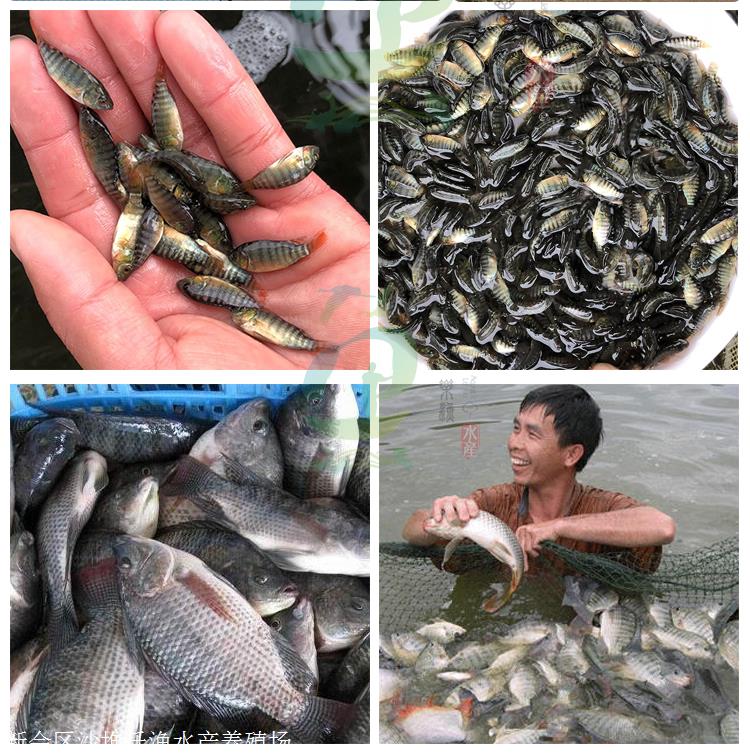 羅非魚苗圖片_羅非魚苗怎么養_羅非魚苗