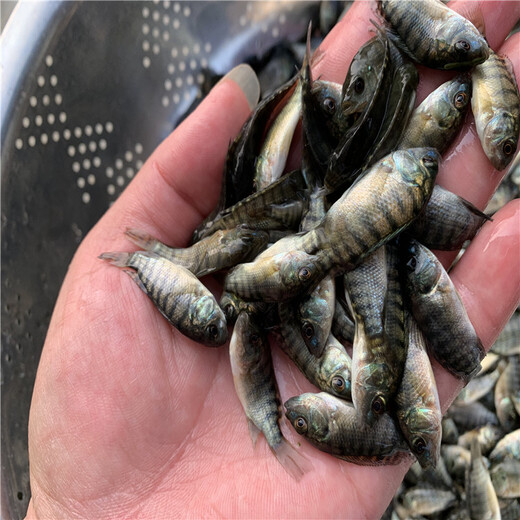 羅非魚苗圖片_羅非魚苗怎么養_羅非魚苗