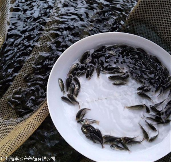 羅非魚苗_羅非魚苗圖片_羅非魚苗怎么養