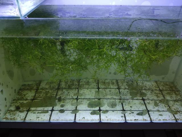 魚苗吃什么_魚苗吃蛋黃能長大嗎_魚苗吃烏龜糞便嗎
