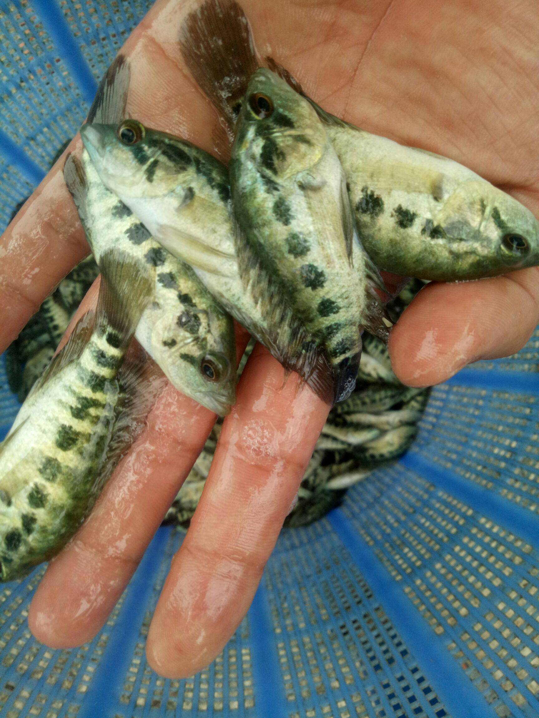淡水石斑魚多少錢一斤_淡水石斑魚多少錢一條_淡水石斑魚魚