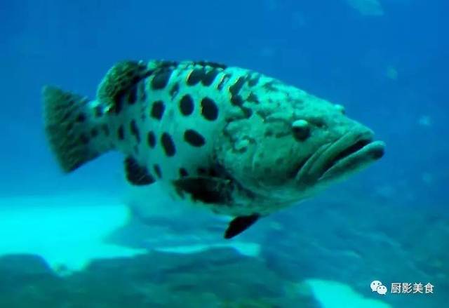 淡水石斑魚多少錢一斤_淡水石斑魚長什么樣_淡水石斑魚多少錢一條