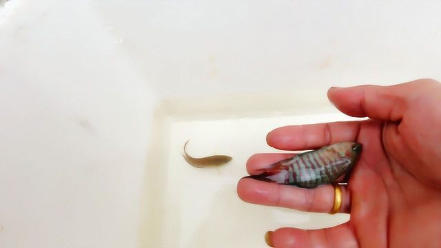 珍珠馬甲魚有攻擊性嗎_珍珠馬甲魚視頻_珍珠馬甲魚