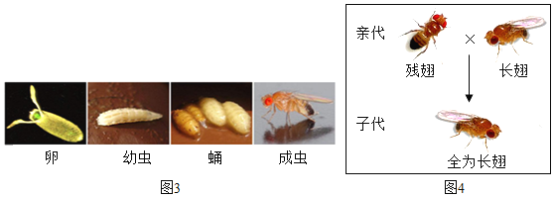 養水蚤需要光照嗎_養水蚤怎么抽底糞_水蚤怎么養