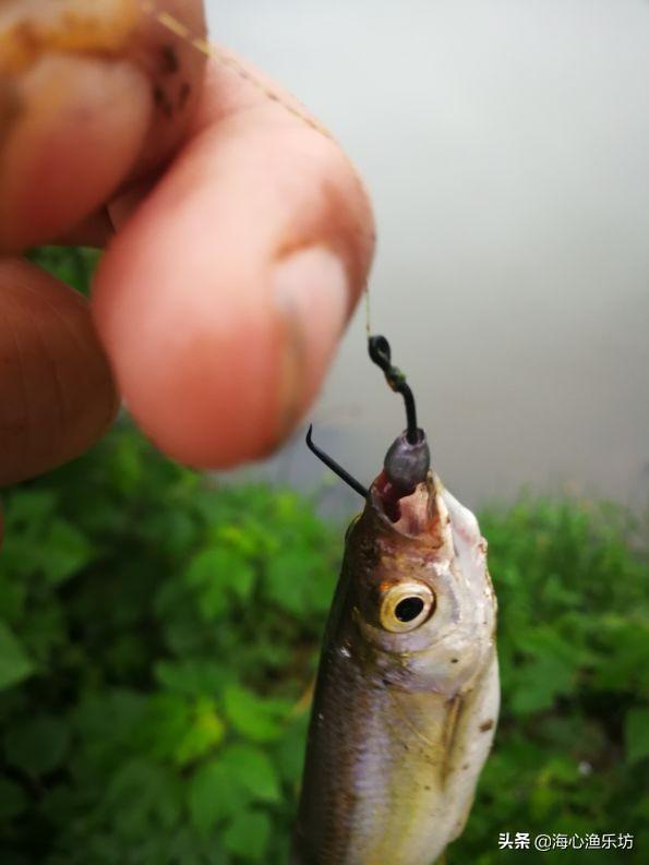 野釣鯽魚最簡單調漂方法鯽魚怎么調漂