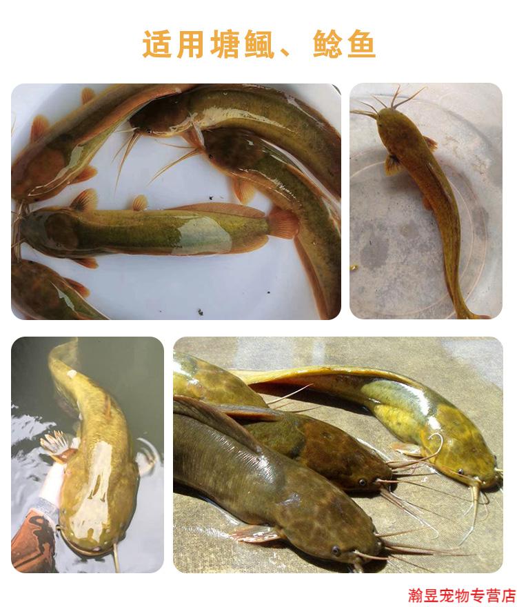 鯰魚跟梭邊魚一樣嗎_梭邊魚和鯰魚的區別_鯰魚和梭邊