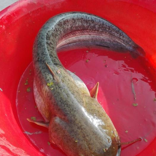 梭邊魚和鯰魚的區別_鯰魚和梭邊_鯰魚跟梭邊魚一樣嗎