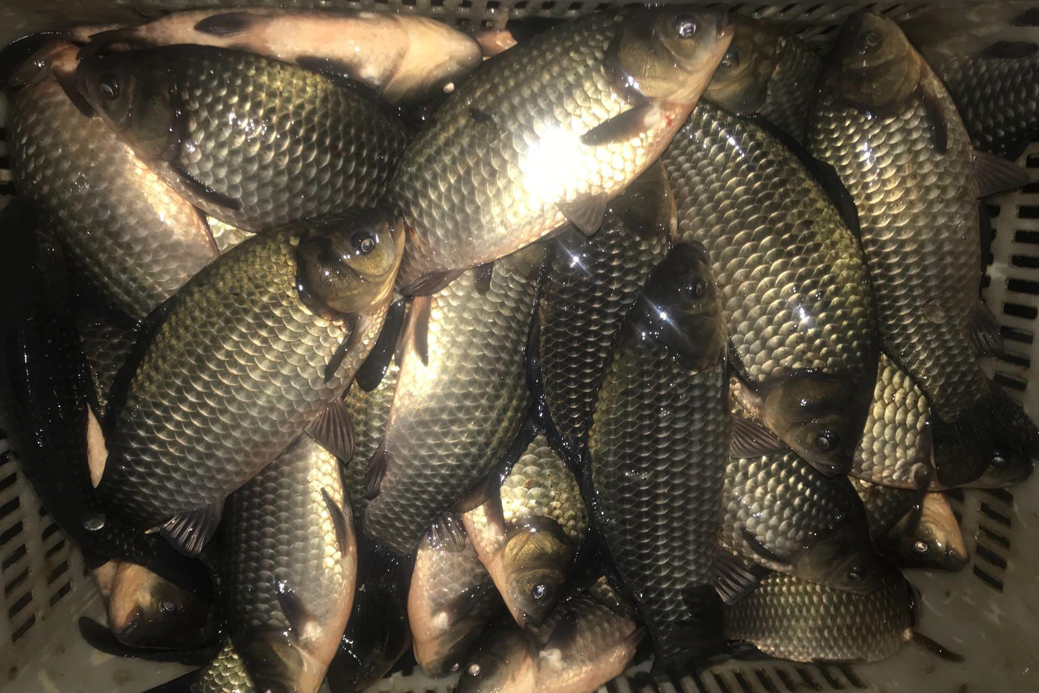 冬季釣鯽魚餌料配方_釣配方冬季鯽魚餌料怎么配_釣配方冬季鯽魚餌料推薦