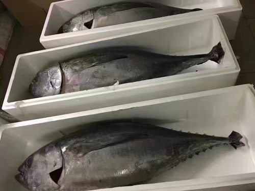 金槍魚幣_金槍魚多少錢一斤_槍魚金槍魚