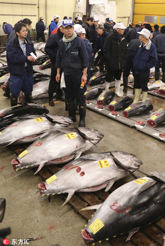 金槍魚幣_金槍魚多少錢一斤_槍魚金槍魚