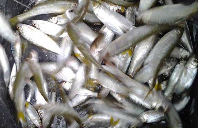 白條捕釣河里魚知曉方法圖片__白條魚捕撈最佳技巧