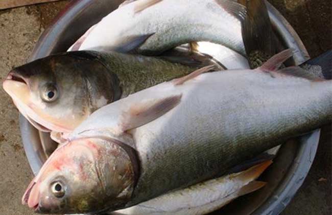 白鰱魚在什么地方產子_白鰱魚產自哪里_