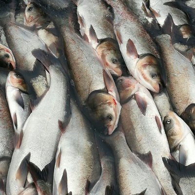 _白鰱魚在什么地方產子_白鰱魚產自哪里