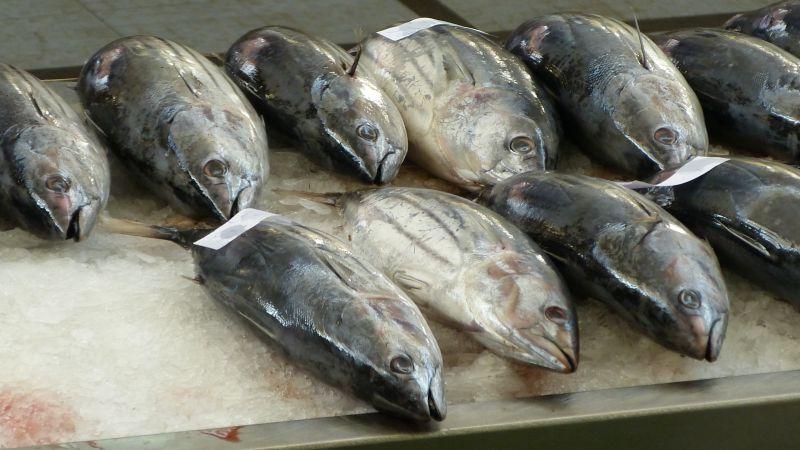 金槍魚的用處_金槍魚真的那么好吃嗎_