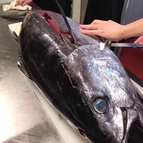 金槍魚真的那么好吃嗎__金槍魚的用處