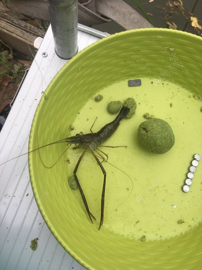 _深秋翹嘴釣底還是釣浮_深秋釣翹嘴魚的最佳餌料