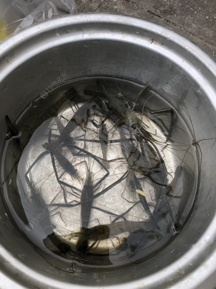 深秋釣翹嘴魚的最佳餌料__深秋翹嘴釣底還是釣浮