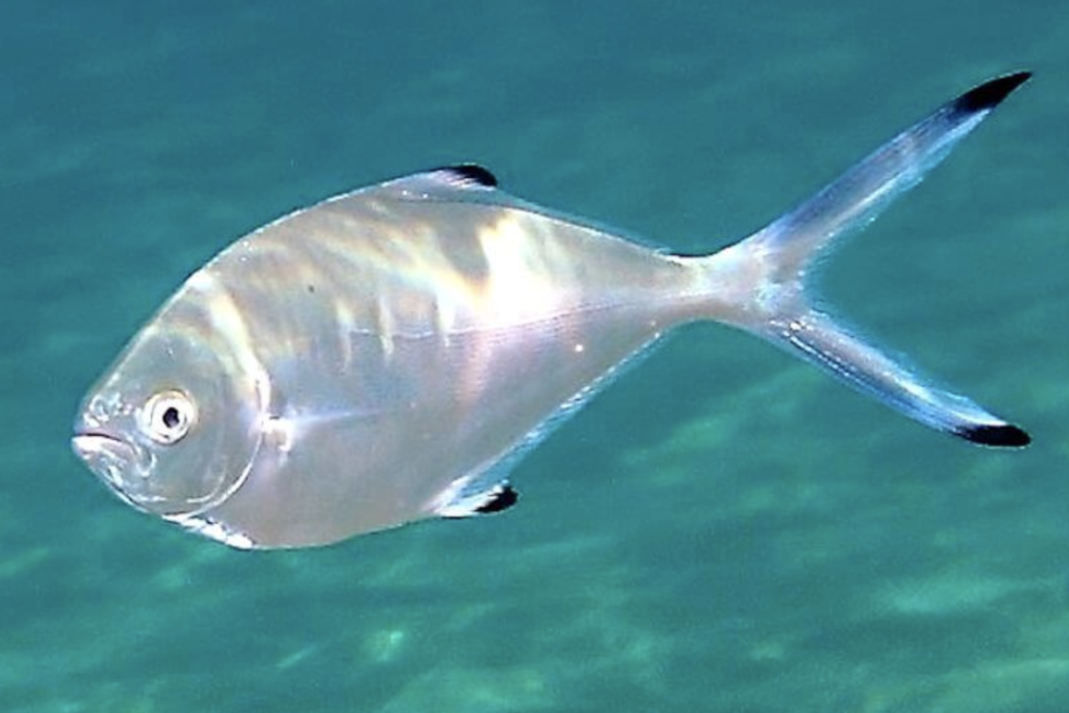 鯧魚是海魚還是淡水魚_淡水鯧魚和海水鯧魚哪個好吃_鯧魚海魚和淡水魚有什么區別