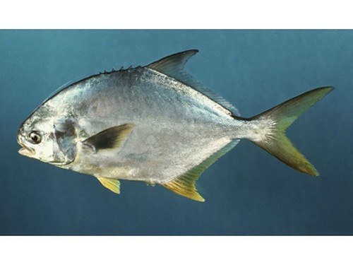 淡水鯧魚和海水鯧魚哪個好吃_鯧魚是海魚還是淡水魚_鯧魚海魚和淡水魚有什么區別