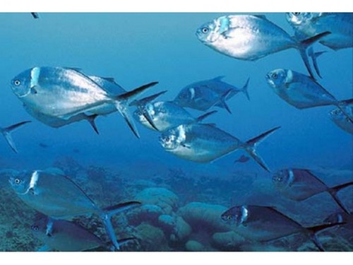 鯧魚海魚和淡水魚有什么區別_淡水鯧魚和海水鯧魚哪個好吃_鯧魚是海魚還是淡水魚