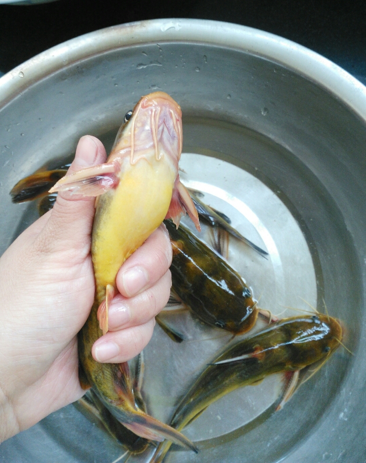 異鱗蛇鯖的介紹，你知道幾種？
