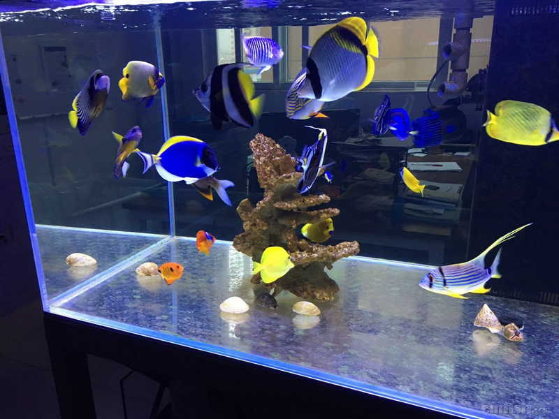 養魚知識大全_養魚知識app哪個好_養魚知識