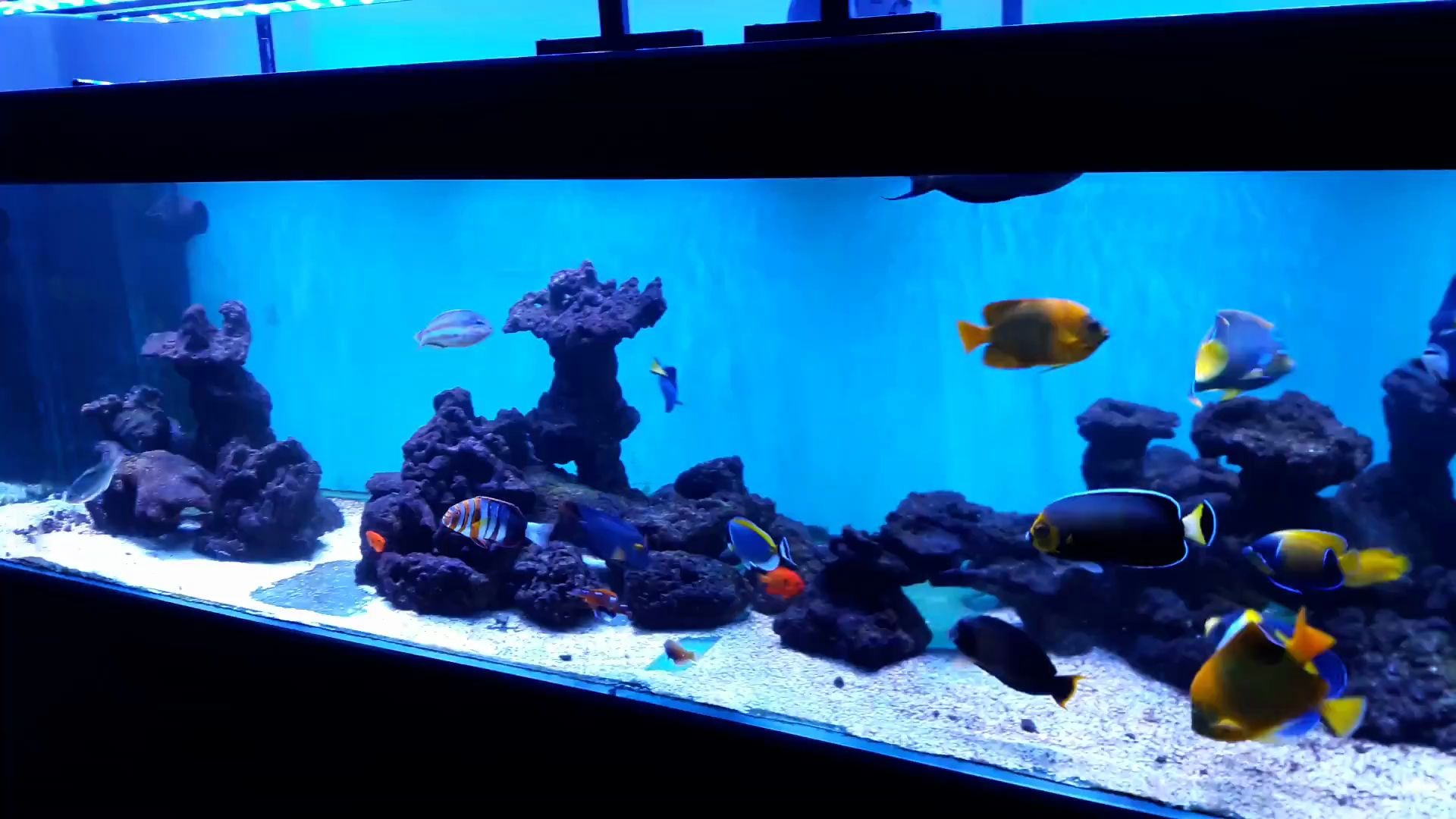 養魚知識_養魚知識大全_養魚知識app哪個好
