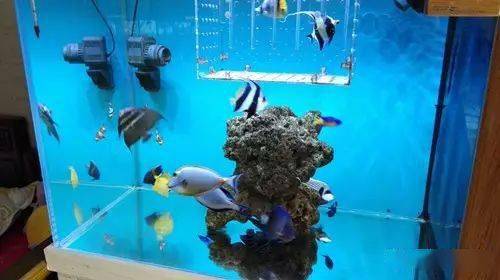 養魚知識app哪個好_養魚知識_養魚知識大全