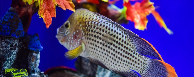 魚有心臟嗎_心臟魚_魚的心臟能不能吃