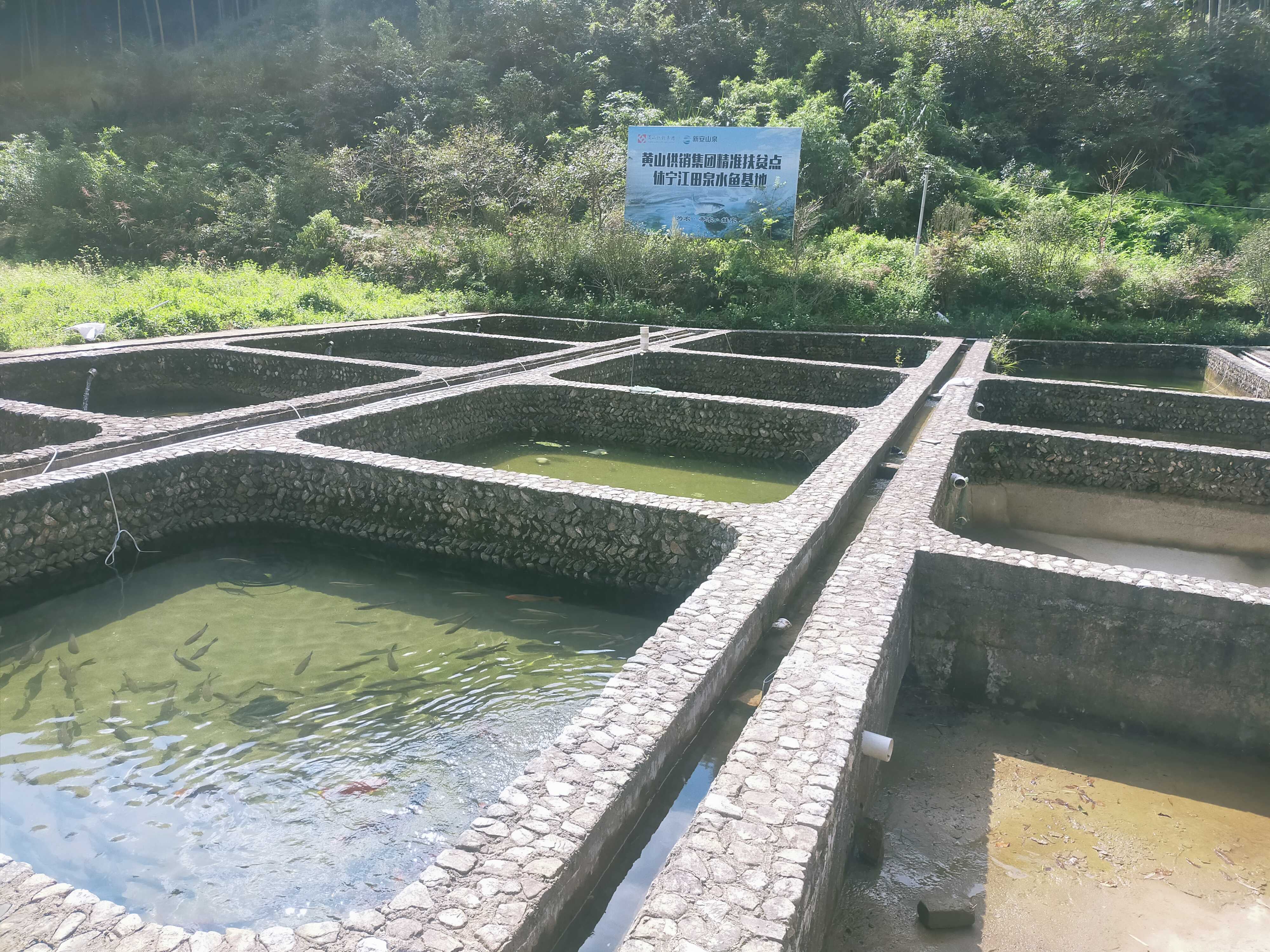 鳳尾魚如何繁殖后代_鳳尾魚繁殖_鳳尾魚繁殖注意事項