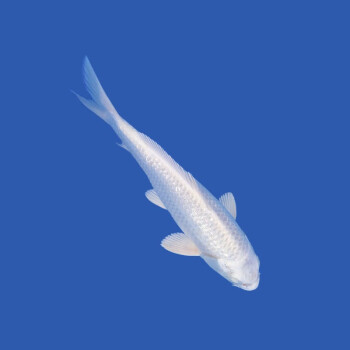 鸚鵡類招財魚多少錢一條白色和黑色，價格差異
