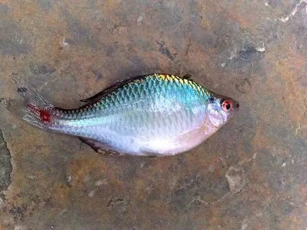 招財魚多少錢一條_招財魚介紹_招財魚圖片多少錢一條