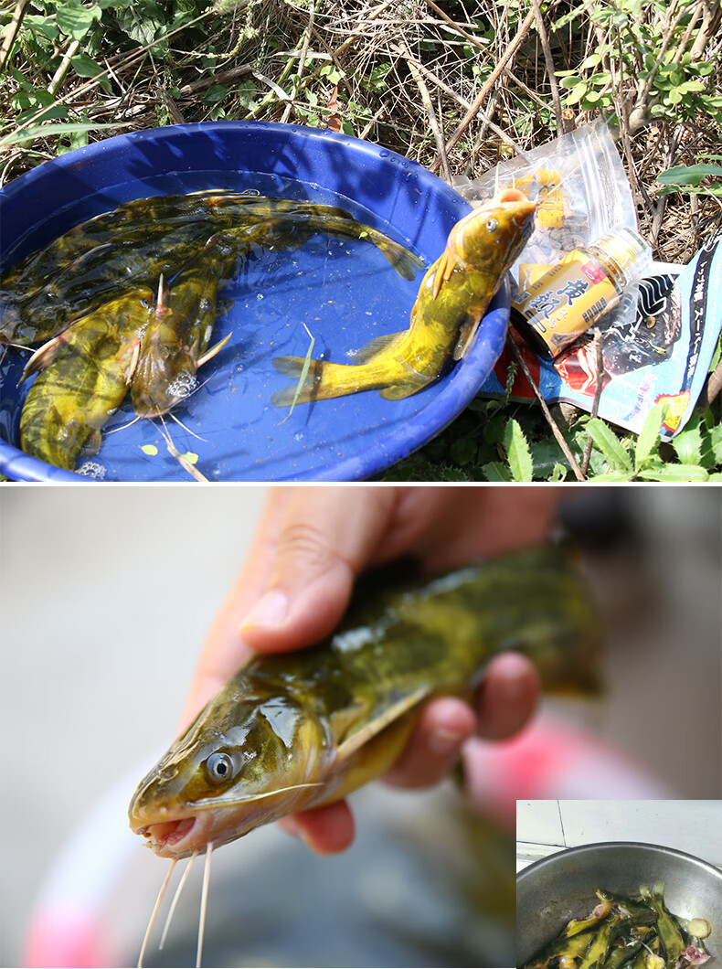 釣黃辣丁的釣法_釣黃辣丁如何調漂_釣黃辣丁