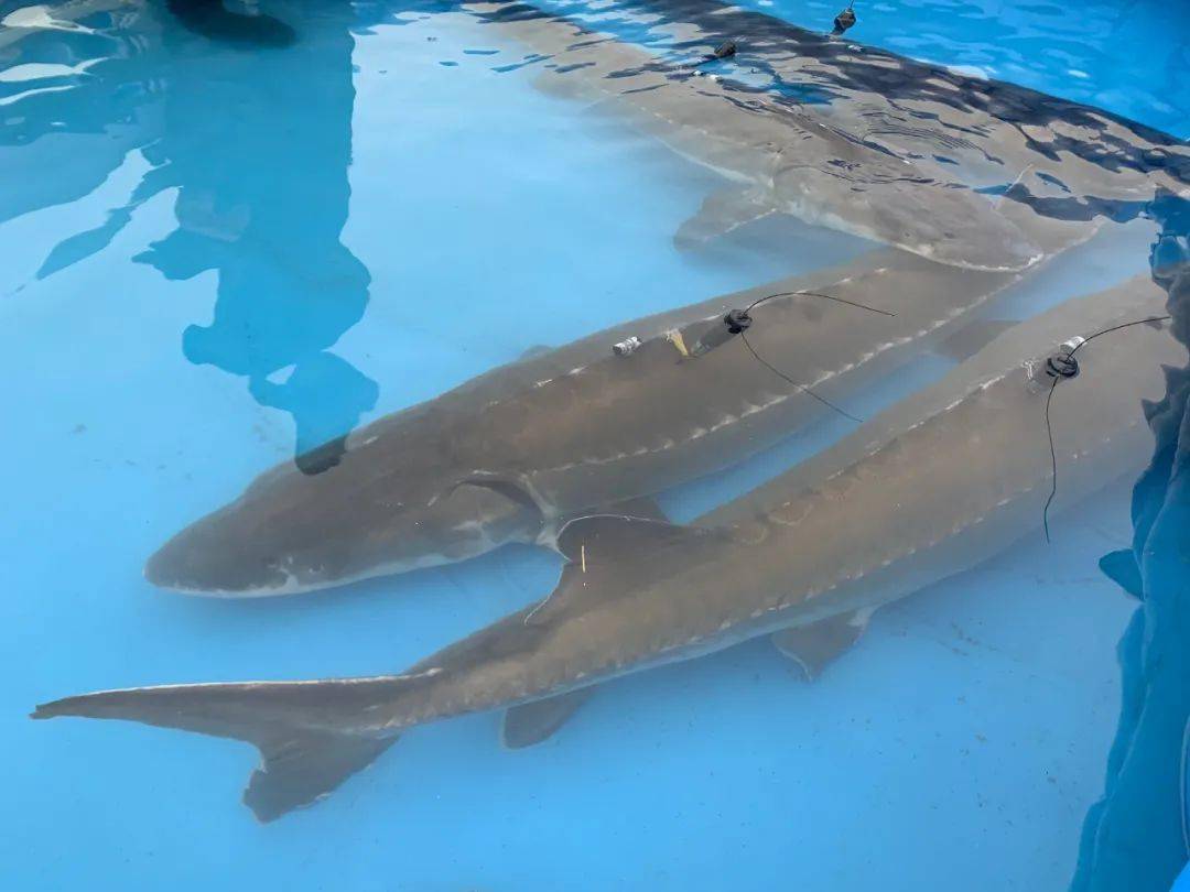 成吉思汗魚_成吉思汗魚有什么寓意_成吉思汗魚做法