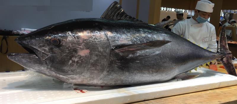 你喜歡吃魚嗎？你吃過最貴的魚有多貴？