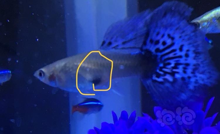 孔雀魚爛尾巴是什么原因怎么治_孔雀魚爛尾怎么治_孔雀魚爛尾