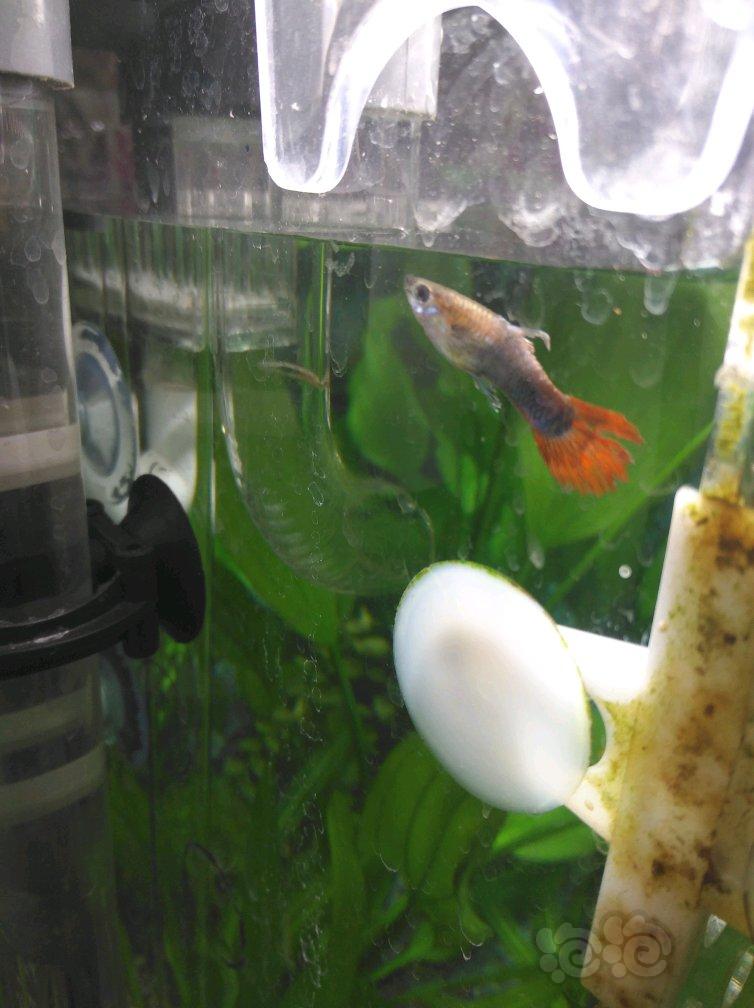 孔雀魚爛尾_孔雀魚爛尾巴是什么原因怎么治_孔雀魚爛尾怎么治
