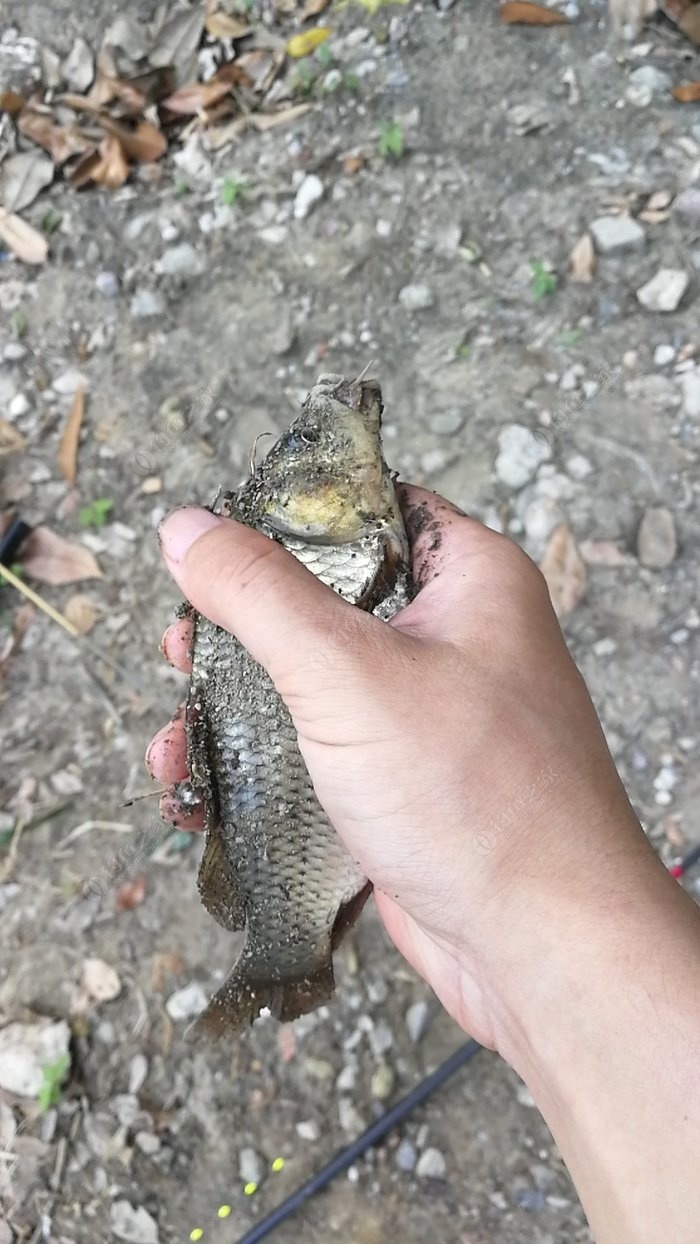 釣黃辣丁魚_釣黃辣丁_釣黃辣丁如何調漂