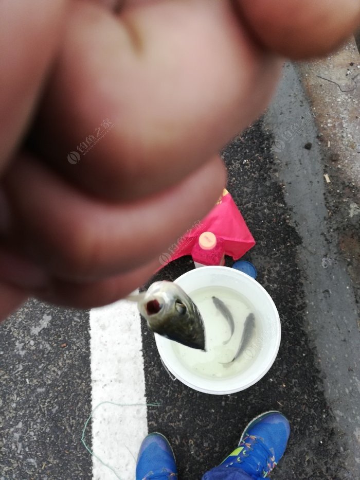 釣黃辣丁魚_釣黃辣丁_釣黃辣丁如何調漂