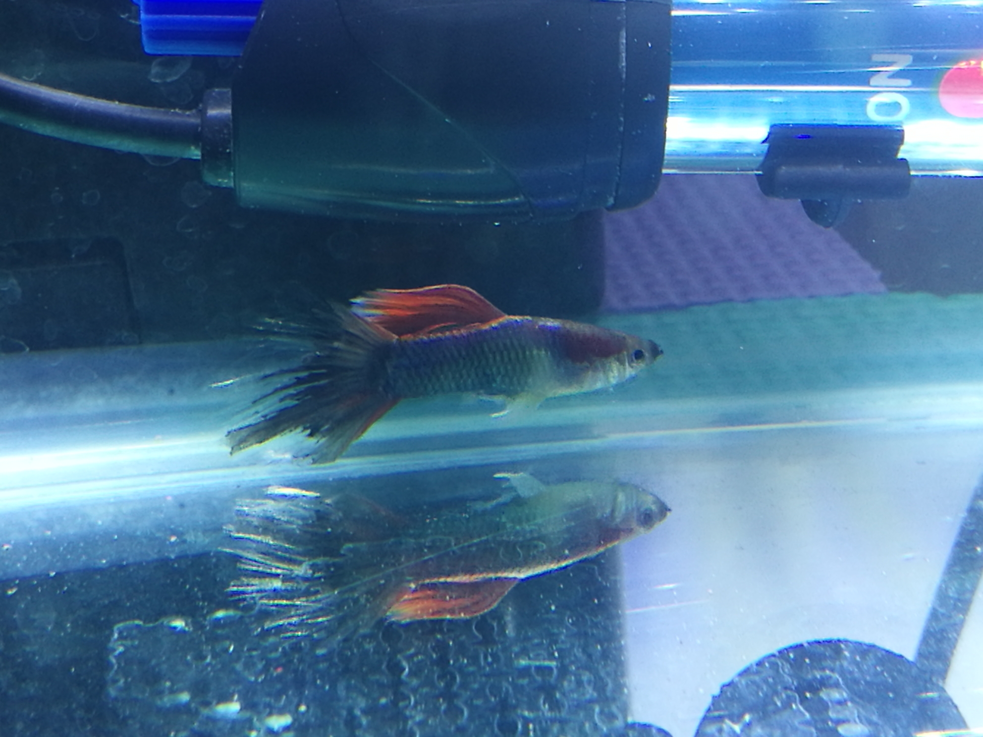 孔雀魚爛尾_孔雀魚爛尾巴是什么原因怎么治_孔雀魚爛尾巴是怎么回事