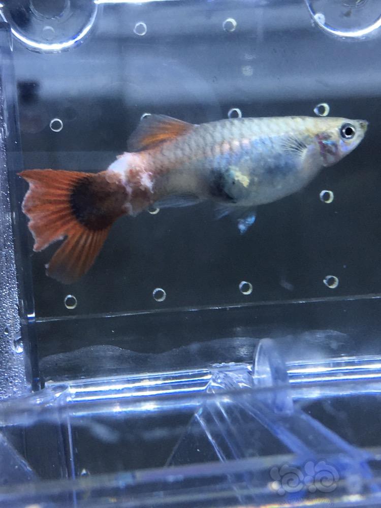 孔雀魚爛尾_孔雀魚爛尾巴是怎么回事_孔雀魚爛尾巴是什么原因怎么治
