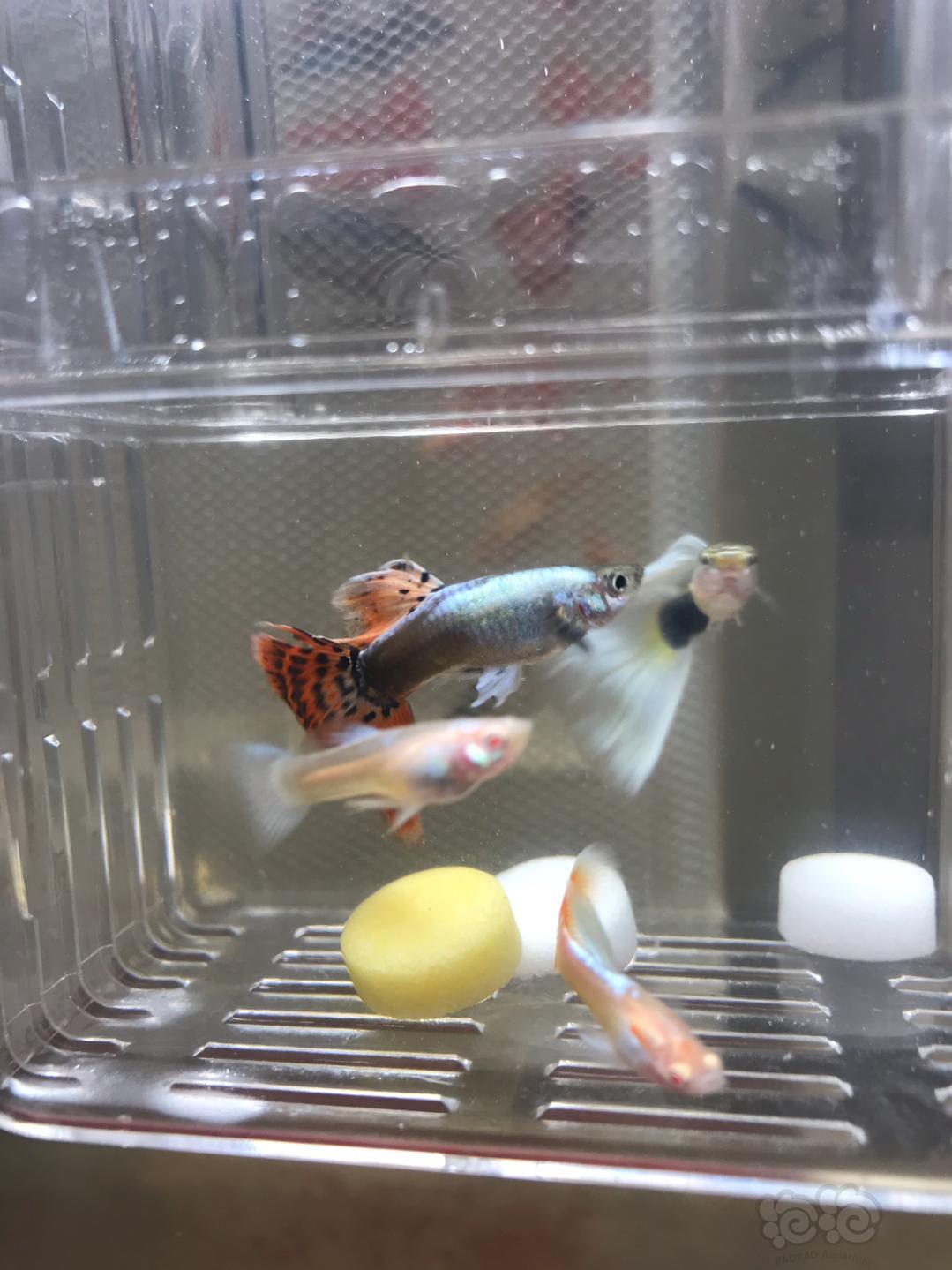 孔雀魚爛尾巴是什么原因怎么治_孔雀魚爛尾_孔雀魚爛尾原因與治療