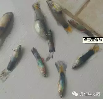 孔雀魚爛尾_孔雀魚爛尾原因與治療_孔雀魚爛尾巴是什么原因怎么治