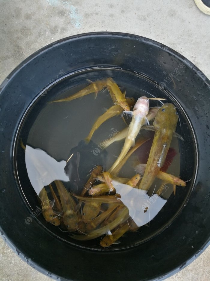 釣黃辣丁_釣黃辣丁的釣法_釣黃辣丁魚