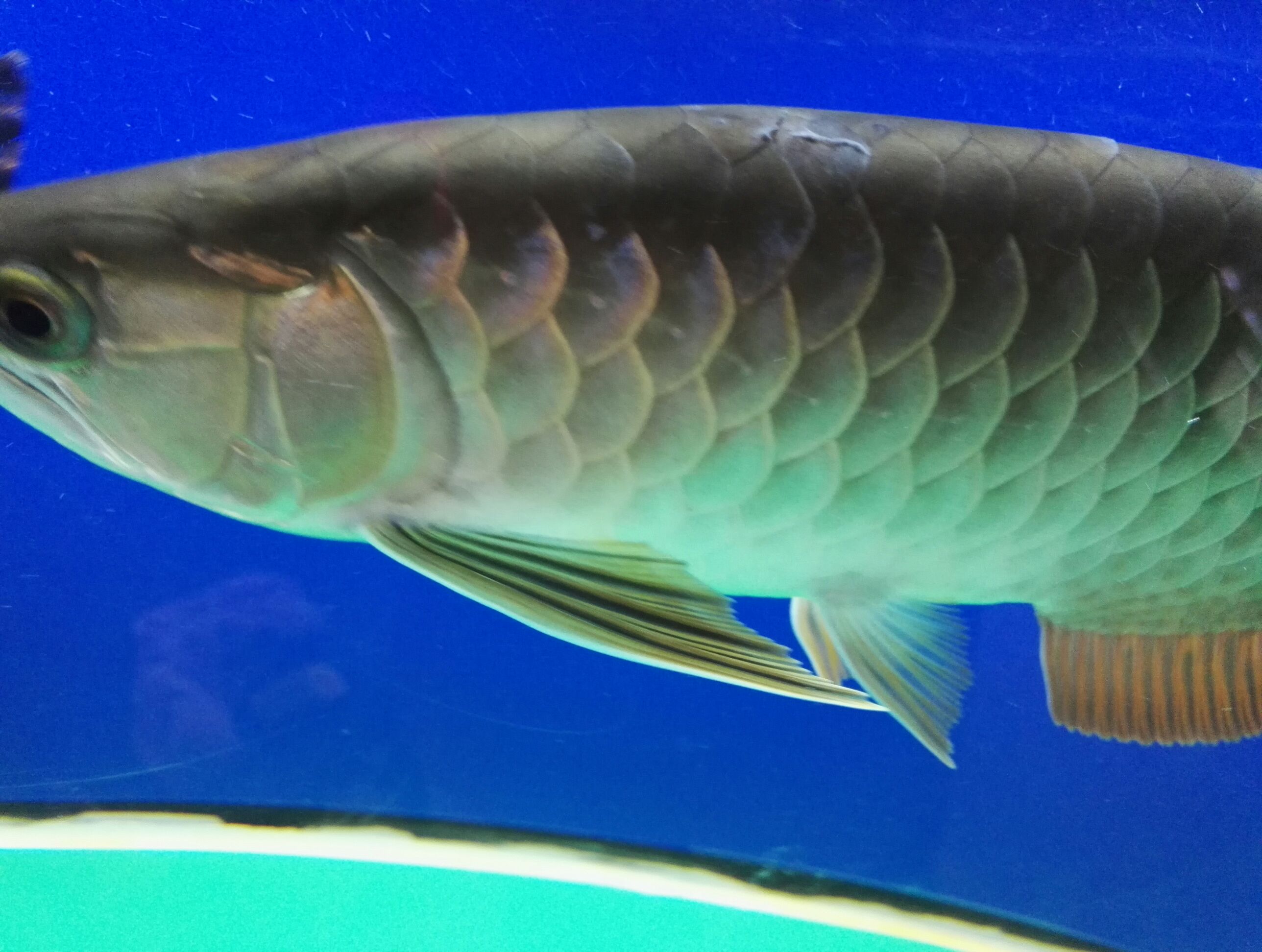星點龍魚的外形有哪些特點？魚是什么品種？