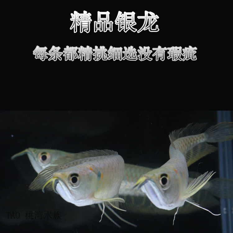 號半龍魚_號半龍魚_號半龍魚